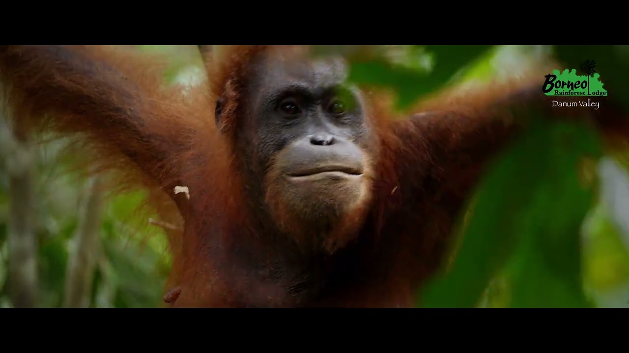 Experience The Unparalleled Rainforest Experience at Danum Valley, North Borneo - Sabah.