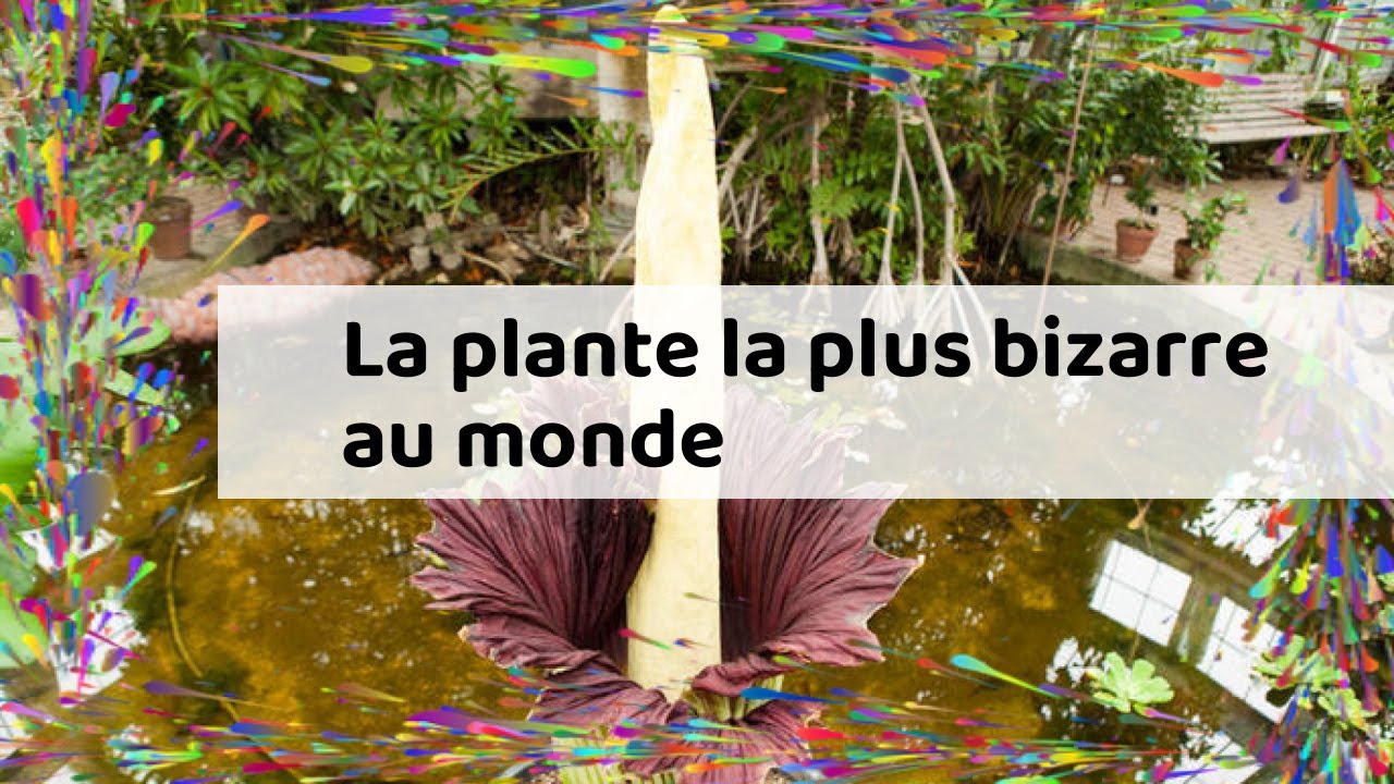 La plante la plus bizarre au monde - YouTube