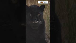 Black Panther: The Shadowy Ancient Predator!