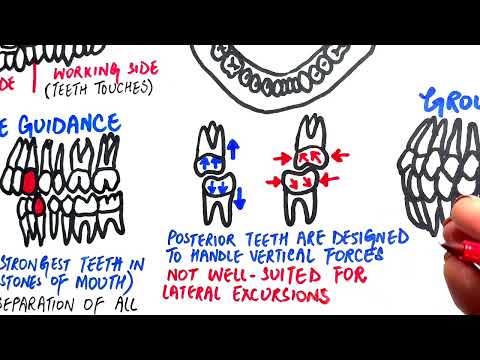 Canine guidance and group function | Occlusion