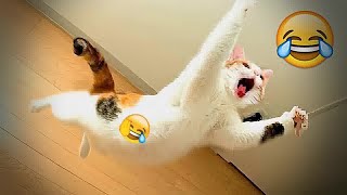 Best Funniest Animal Videos 2024😪🐶Funny Dogs And Cats Videos Of The year😻part 10 by CCA Pets 932 views 1 month ago 31 minutes