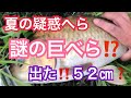 ７月21日巨べら52㎝‼️じゃない😢○○べら