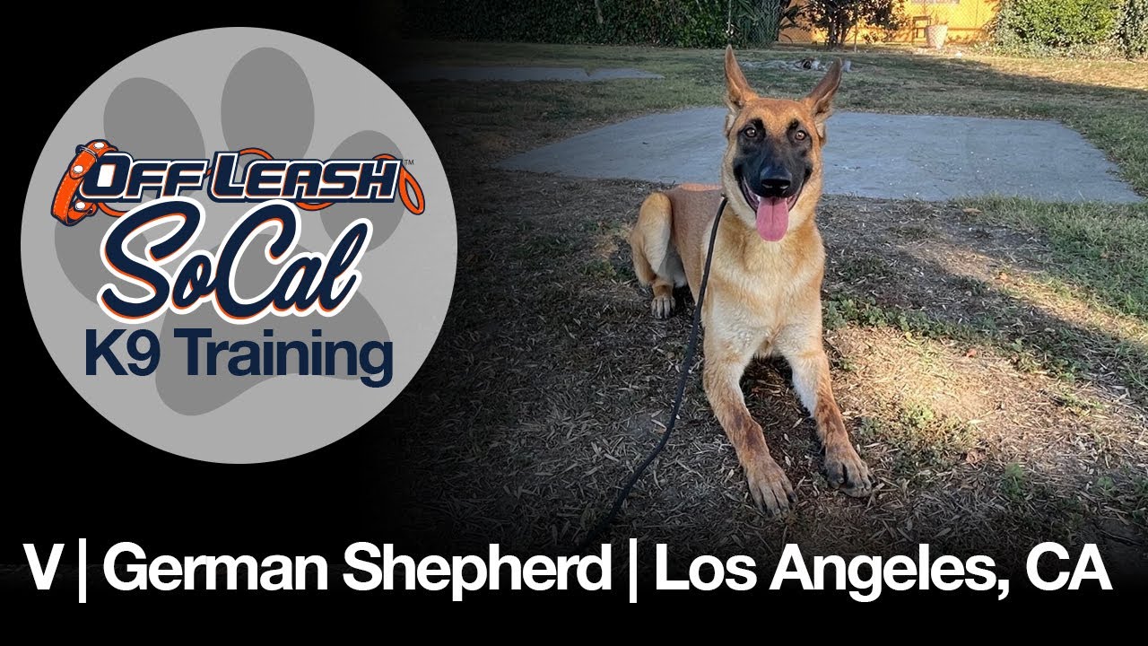 German Shepherd Training | V | Los Angeles, CA