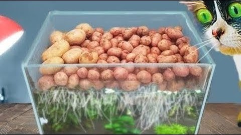 ¿QUÉ PASA CON LAS PATATAS EN EL ACUARIO?