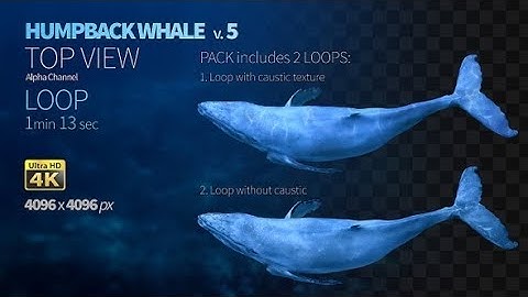 Humpback Whale 5 | Motion Graphics - Videohive template