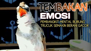 Trucukan gacor nembak emosi menantang, pancingan trucuk dongkrak emosi semakin gacor rajin bunyi