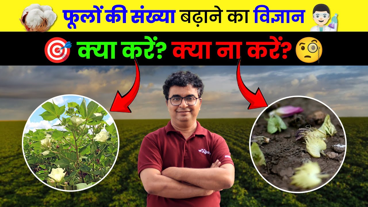 Kapas ki Kheti कपास में फूलों की संख्या बढ़ाए | Agrostar #cotton #farming #agrostar