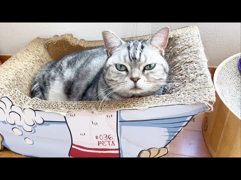 アメリカンショートヘアあいちゃんの一日ルーティン。