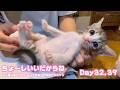 アタチちょ~しいいだからね おうえんありがとにゃ ゴミ箱に棄てられたキンと訳ありで保護されたクリ Day32,39 2026 05 18 1