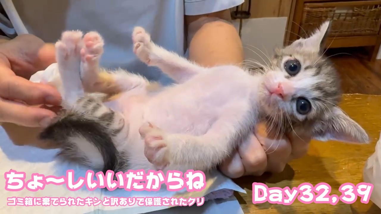 アタチちょ~しいいだからね おうえんありがとにゃ ゴミ箱に棄てられたキンと訳ありで保護されたクリ Day32,39 2026 05 18 1