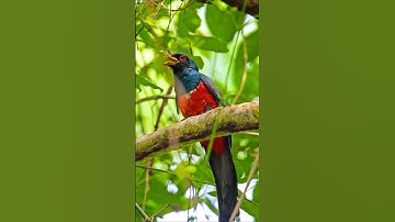 Birds Singing - Relaxing Bird Sounds Heal Stress, Anxiety and Depression, Heal The Mind