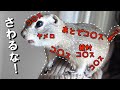 発情期で凶暴なリスの『お触りマップ』を作ってみた