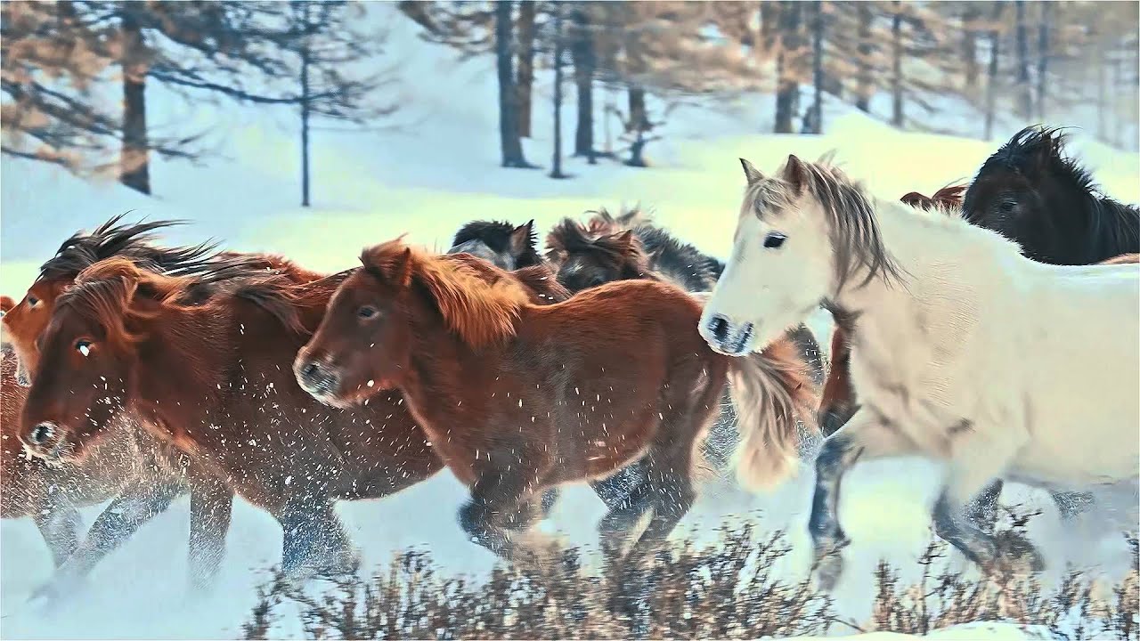 Г.Эрдэнэчимэг - Зургаан ханатай гэр минь