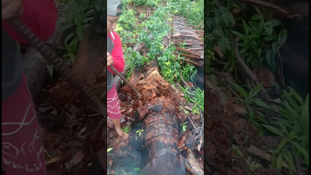 Extrem guys panen ulat sagu di batang pohon sagu yang udah busuk 
