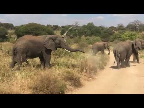 7 Days Of Pure Adventure From Serengeti S Wild Plains To The Wonders Of Ngorongoro Experience