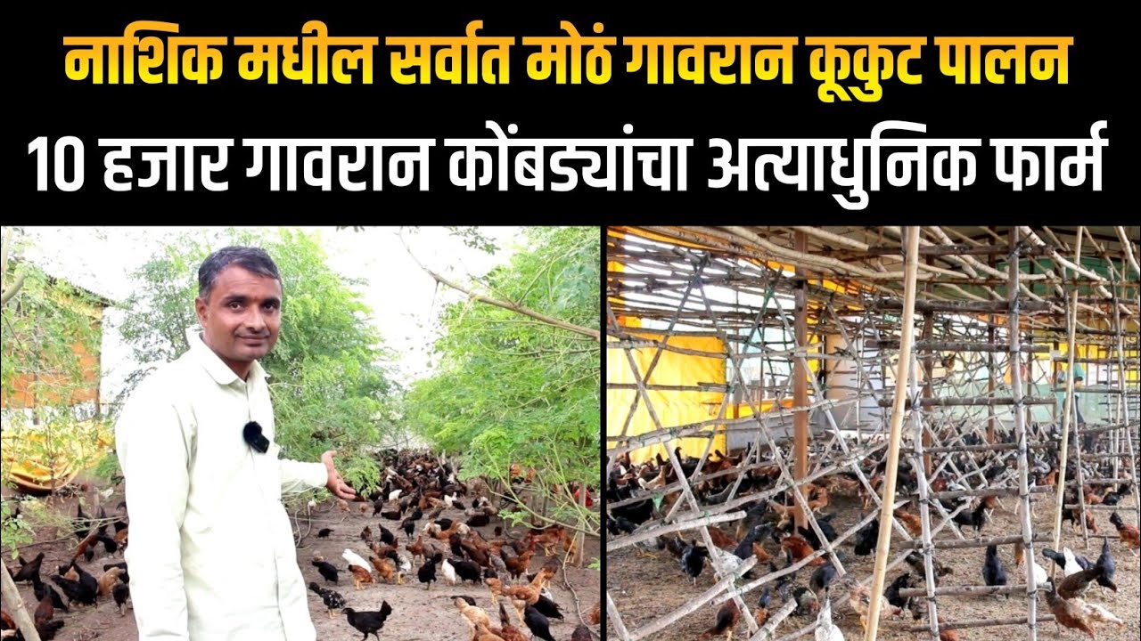 10,000 गावरान कोंबड्यांचा अत्याधुनिक फार्म | गावरान कोंबडीपालन करावे तर असे | मुक्त संचार फार्म