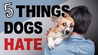 5 Things Dogs HATE!