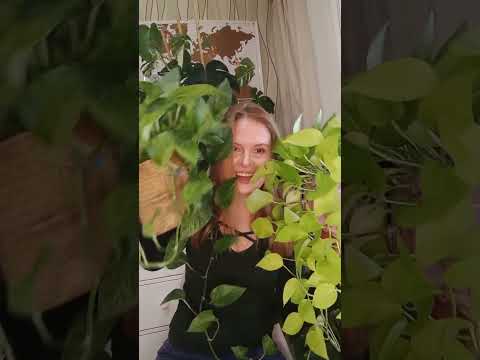 Video: Voli li scindapsus pictus vlagu?