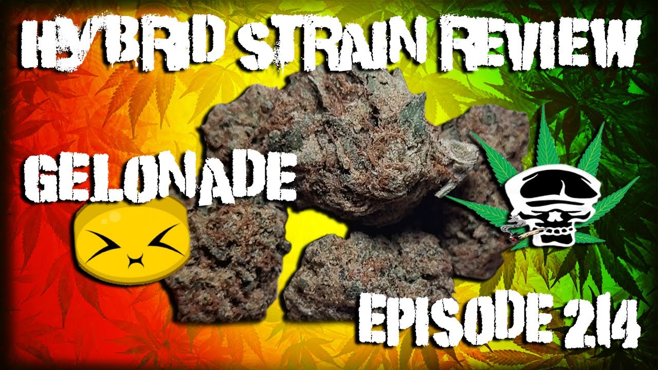 Gelonade-  Hybid Strain Review