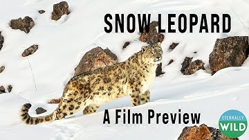Snow Leopard: The Grey Ghost of the Himalayas | A Film Preview