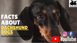 Amazing Facts About Dachshund Dogs | Information, Disease, loyalty | Animals Addict screenshot 4