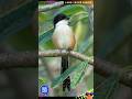 LONG-TAILED SHRIKE | RUFOUS-BACKED SHRIKE | LANIUS SCHACH (AUDIO) @DISCOVER WHATZ UNIQUE #IUCN