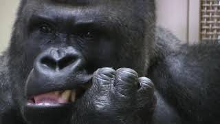 シャバーニ家族 625  Shabani family gorilla