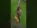Cicadas Unleashed: The 13-Year Singing Mystery" #CicadaSingingMachine #InsectSecrets