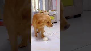 Looks like the dog has never eaten food #cute #dog #asmr