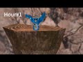 Gorilla tag stump only is insanely fun