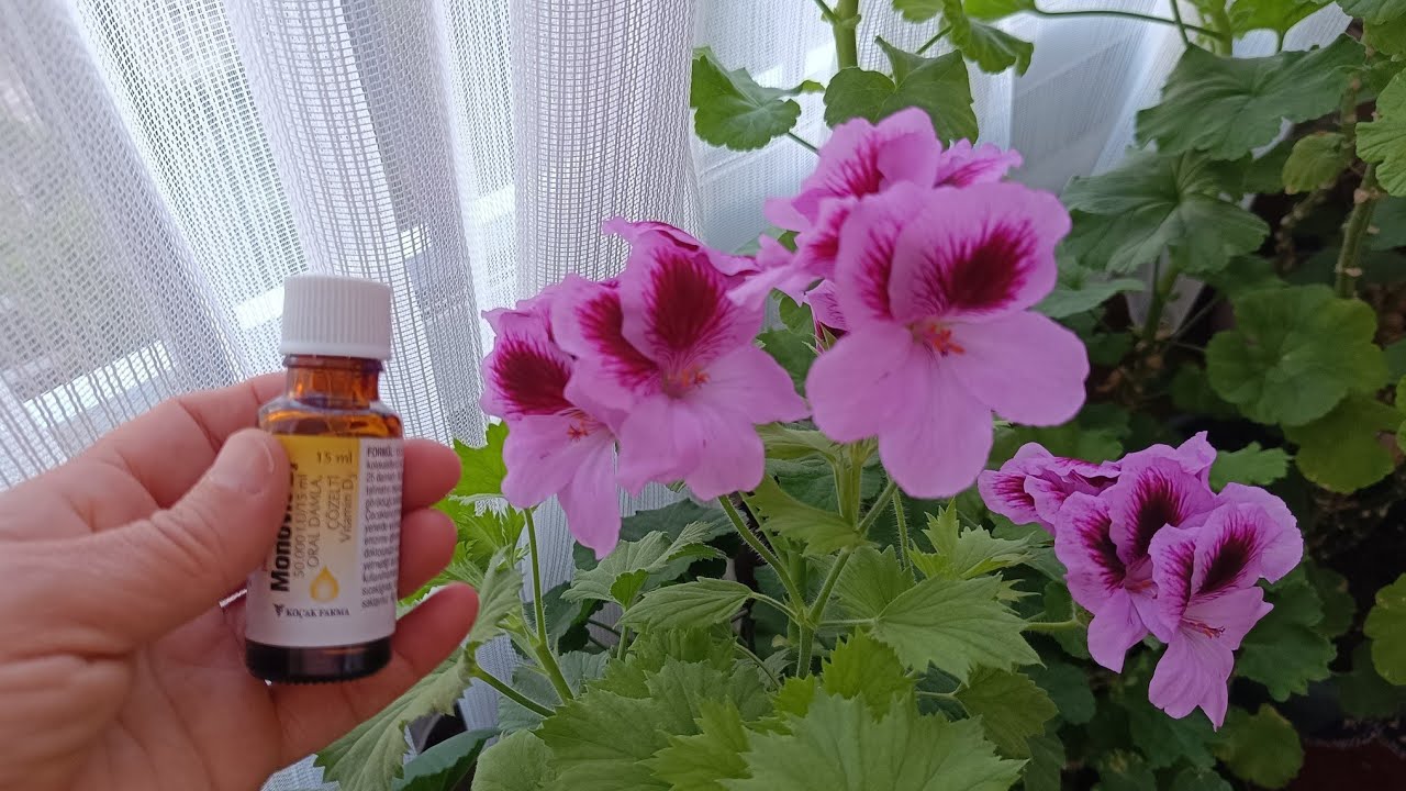 Beş damla verin 🤔 sardunyalar deli gibi çiçek açsın 🌸