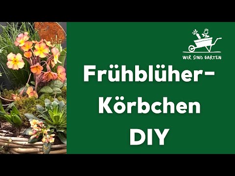 DIY Frühblüher-Körbchen gepflanzt!