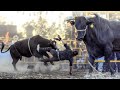 TEMIBLE TORO BELLEZA NEGRA MUY DIFICIL QUEDARLE // Estrellas del Sur en San Pablo Pejo Guanajuato