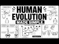 HUMAN EVOLUTION, GRADE 12 LIFE SCIENCES THUNDEREDUC HUMANEVOLUTION MADE SIMPLE