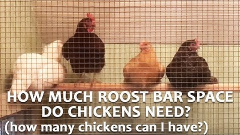 How Much Roost Bar Space Do Chickens Need?