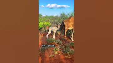 Halkan Kala Soco Hiddaha Iyo Dhawankii Somaliyeed 