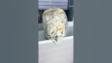 How to Set Up & Use a Mushroom Grow Kit 🍄 | Shroomlandia Step-by-Step Guide