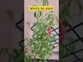 mirchi ka plant #plants #gardeningvideos #gardenersgardening #gardeninglovers #gardenplants #plant