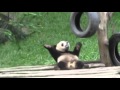 Panda Dance to the Panda Song