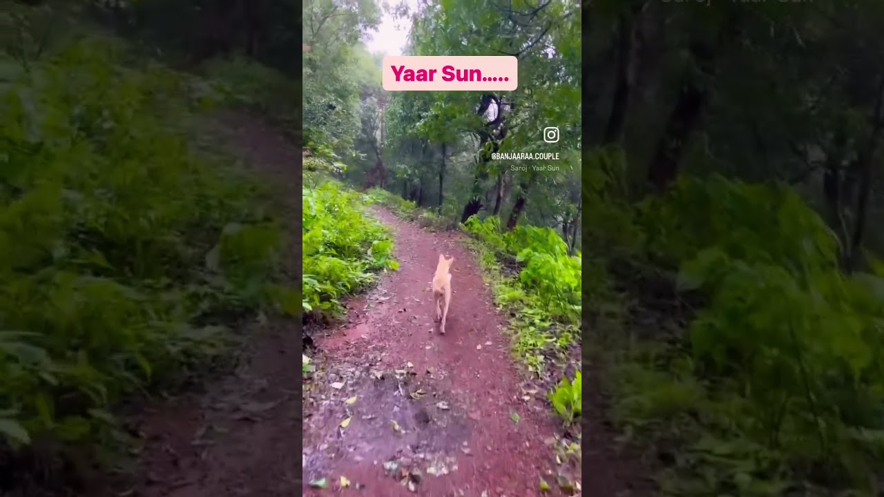 Video thumbnail: Dosti..#loveforlife #travelhappy #animallover #doglover #beautifulnature #matheran #life #reels