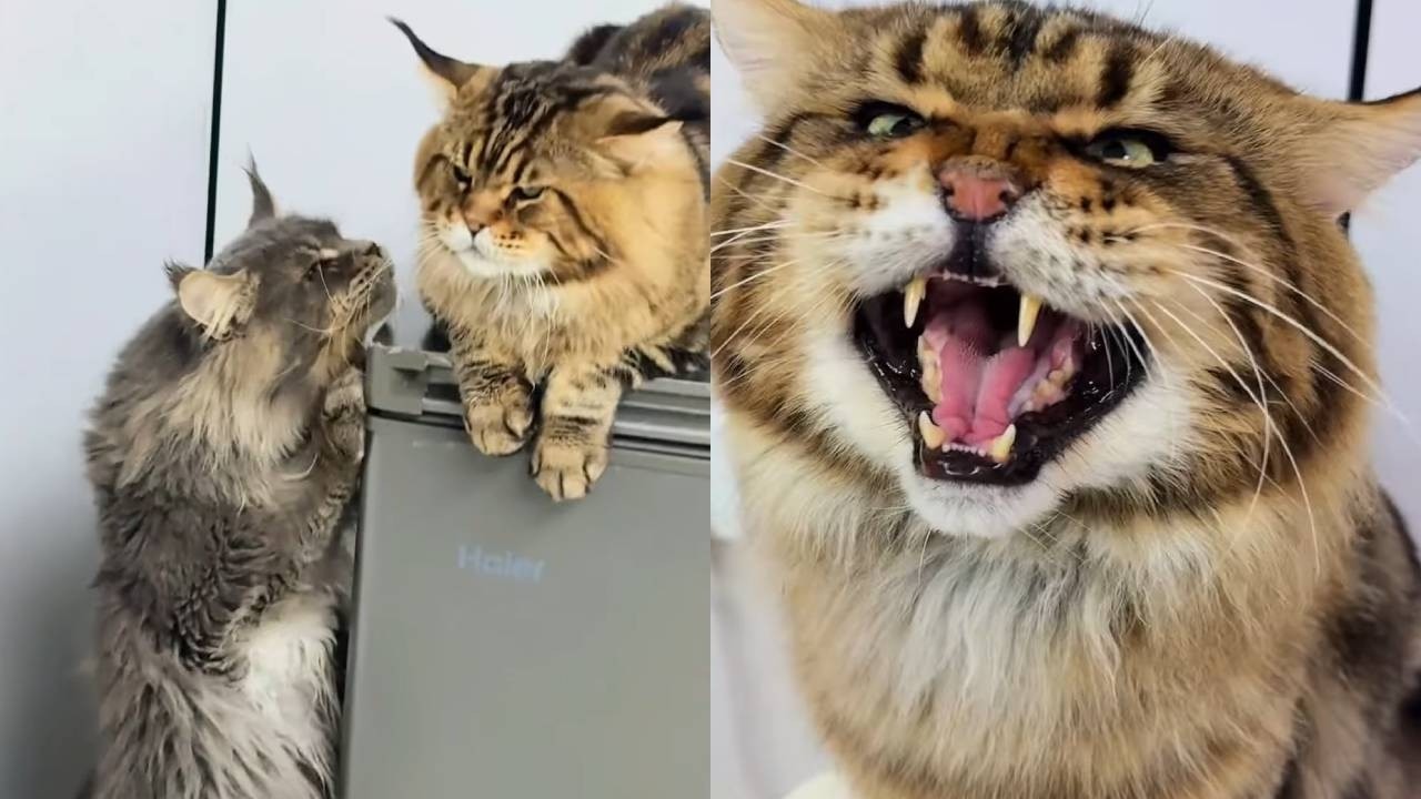 表弟最近很喜欢偷袭，罗宾忍无可忍：老虎不发威，你当我HelloKitty啊！