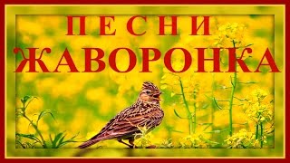 Песня Полевого Жаворонка на Рассвете