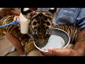 Sumatran Tiger Cub Rejected by Mother Arrives in San Diego