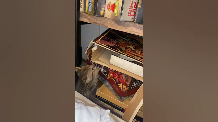 Video 9557061: savannah kittens born