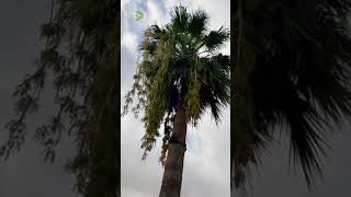Fruiting Washingtonia Palm | نخلة واشنطونيا مثمرة