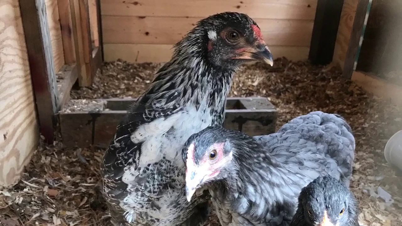 Day Out at the Grays Small Animal Auction YouTube