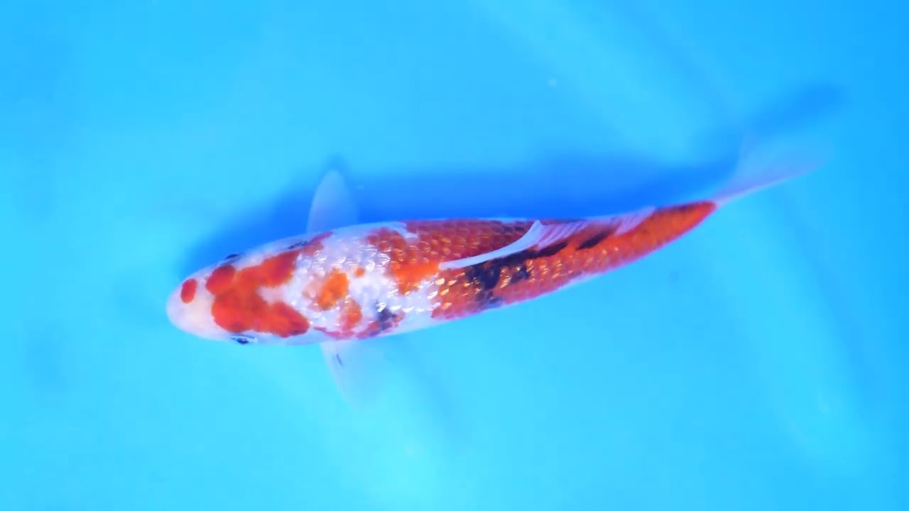 当歳フェスタ 2026冬】260223-040の出品鯉のご紹介！！ - YouTube