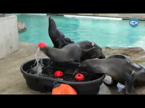 California Sea Lions Bobbing for Jell-O! - video from Neq