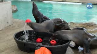 California Sea Lions Bobbing for Jell-O!