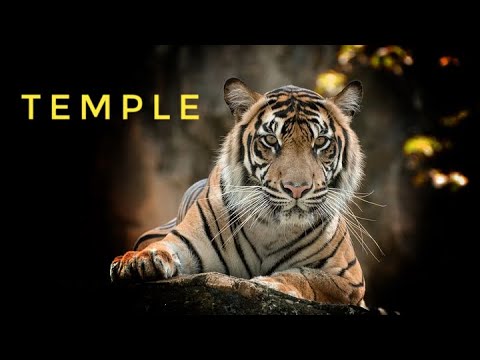 เสือโคร่งประหลาด แห่งวัด Dabidhura  The Temple Tiger เสือที่ คอร์แบต ยิงไปถึงสองนัด  แต่มันก็ไม่ตาย